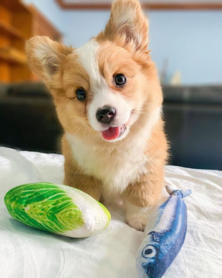 Illustration de l'article : 20 photos craquantes de Baby, le Welsh Corgi Pembroke qui fait fondre les cœurs sur Internet