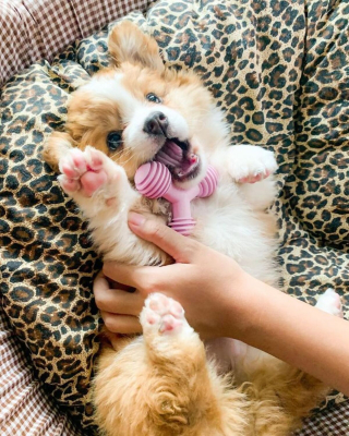 Illustration de l'article : 20 photos craquantes de Baby, le Welsh Corgi Pembroke qui fait fondre les cœurs sur Internet