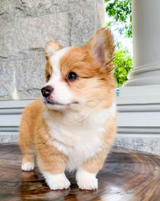 Illustration de l'article : 20 photos craquantes de Baby, le Welsh Corgi Pembroke qui fait fondre les cœurs sur Internet