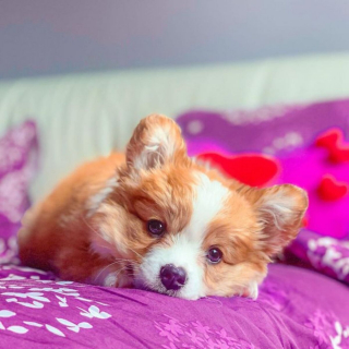 Illustration de l'article : 20 photos craquantes de Baby, le Welsh Corgi Pembroke qui fait fondre les cœurs sur Internet
