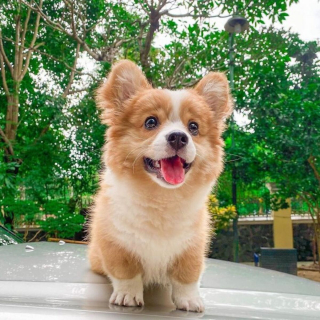 Illustration de l'article : 20 photos craquantes de Baby, le Welsh Corgi Pembroke qui fait fondre les cœurs sur Internet