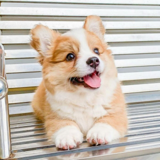 Illustration de l'article : 20 photos craquantes de Baby, le Welsh Corgi Pembroke qui fait fondre les cœurs sur Internet