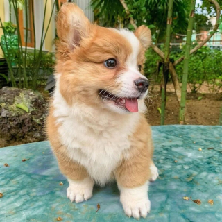 Illustration de l'article : 20 photos craquantes de Baby, le Welsh Corgi Pembroke qui fait fondre les cœurs sur Internet