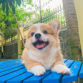 Illustration de l'article : 20 photos craquantes de Baby, le Welsh Corgi Pembroke qui fait fondre les cœurs sur Internet