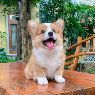 Illustration de l'article : 20 photos craquantes de Baby, le Welsh Corgi Pembroke qui fait fondre les cœurs sur Internet