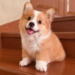 Illustration de l'article : 20 photos craquantes de Baby, le Welsh Corgi Pembroke qui fait fondre les cœurs sur Internet