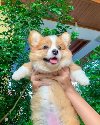 Illustration de l'article : 20 photos craquantes de Baby, le Welsh Corgi Pembroke qui fait fondre les cœurs sur Internet