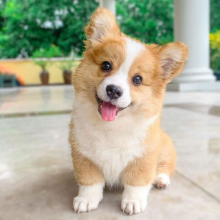 Illustration de l'article : 20 photos craquantes de Baby, le Welsh Corgi Pembroke qui fait fondre les cœurs sur Internet