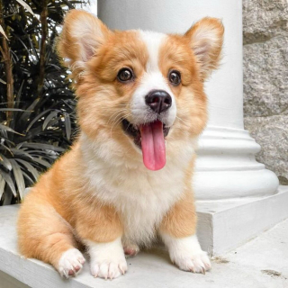 Illustration de l'article : 20 photos craquantes de Baby, le Welsh Corgi Pembroke qui fait fondre les cœurs sur Internet