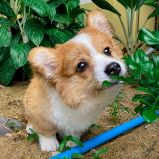 Illustration de l'article : 20 photos craquantes de Baby, le Welsh Corgi Pembroke qui fait fondre les cœurs sur Internet