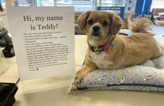 Illustration de l'article : 20 photos illustrant le dévouement sans faille des chiens de travail