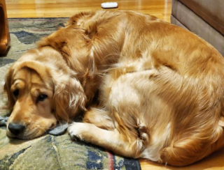 Illustration de l'article : 20 photos de chiens ridés qui assument leur beauté unique