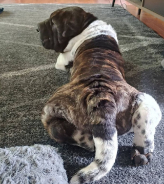 Illustration de l'article : 20 photos de chiens ridés qui assument leur beauté unique