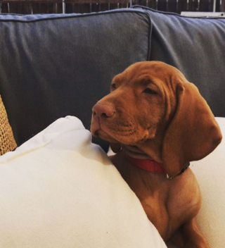 Illustration de l'article : 20 photos de chiens ridés qui assument leur beauté unique