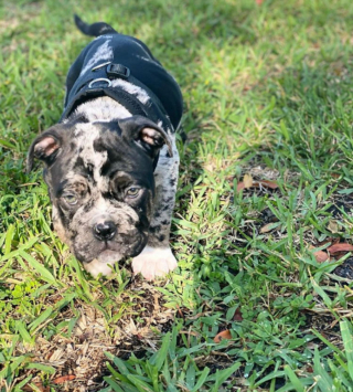 Illustration de l'article : 20 photos de chiens ridés qui assument leur beauté unique
