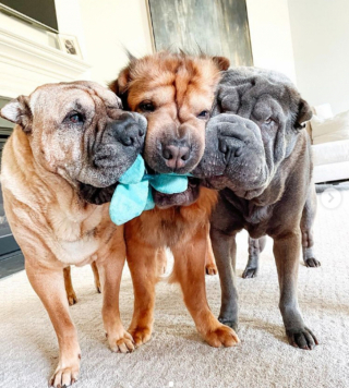 Illustration de l'article : 20 photos de chiens ridés qui assument leur beauté unique