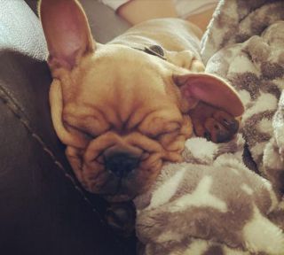 Illustration de l'article : 20 photos de chiens ridés qui assument leur beauté unique