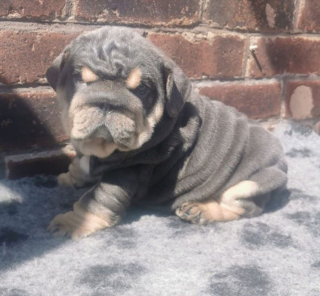 Illustration de l'article : 20 photos de chiens ridés qui assument leur beauté unique