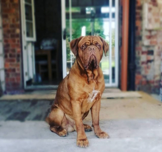 Illustration de l'article : 20 photos de chiens ridés qui assument leur beauté unique