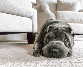 Illustration de l'article : 20 photos de chiens ridés qui assument leur beauté unique