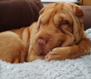 Illustration de l'article : 20 photos de chiens ridés qui assument leur beauté unique