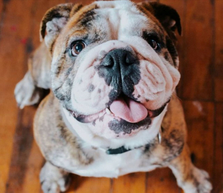 Illustration de l'article : 20 photos de chiens ridés qui assument leur beauté unique