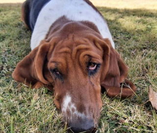 Illustration de l'article : 20 photos de chiens ridés qui assument leur beauté unique