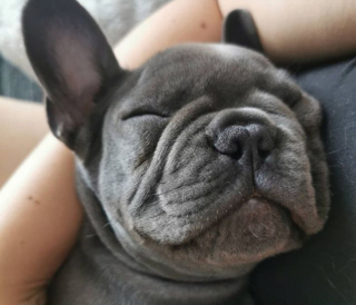 Illustration de l'article : 20 photos de chiens ridés qui assument leur beauté unique