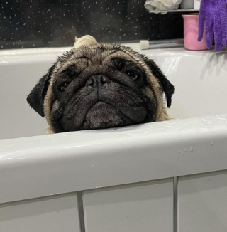 Illustration de l'article : 20 photos de chiens ridés qui assument leur beauté unique