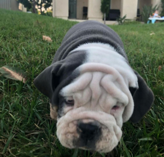 Illustration de l'article : 20 photos de chiens ridés qui assument leur beauté unique