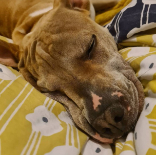 Illustration de l'article : 20 photos de chiens ridés qui assument leur beauté unique