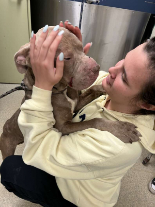 Illustration de l'article : Un chien sans abri décide de suivre un inconnu jusqu’à chez lui pour obtenir de l’aide