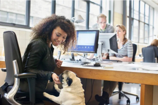 Illustration de l'article : 19 photos illustrant le bonheur des chiens accompagnant leurs maîtres au travail