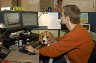 Illustration de l'article : 19 photos illustrant le bonheur des chiens accompagnant leurs maîtres au travail