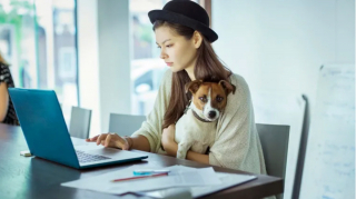 Illustration de l'article : 19 photos illustrant le bonheur des chiens accompagnant leurs maîtres au travail