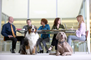 Illustration de l'article : 19 photos illustrant le bonheur des chiens accompagnant leurs maîtres au travail