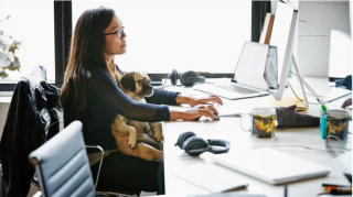 Illustration de l'article : 19 photos illustrant le bonheur des chiens accompagnant leurs maîtres au travail