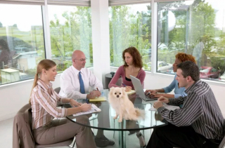 Illustration de l'article : 19 photos illustrant le bonheur des chiens accompagnant leurs maîtres au travail