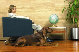 Illustration de l'article : 19 photos illustrant le bonheur des chiens accompagnant leurs maîtres au travail