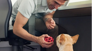 Illustration de l'article : 19 photos illustrant le bonheur des chiens accompagnant leurs maîtres au travail