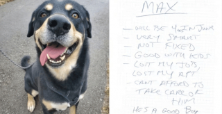 Illustration de l'article : La lettre déchirante retrouvée sur Max, un chien errant qui a trouvé refuge et amour chez une nouvelle famille