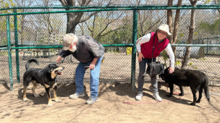 Illustration de l'article : La lettre déchirante retrouvée sur Max, un chien errant qui a trouvé refuge et amour chez une nouvelle famille
