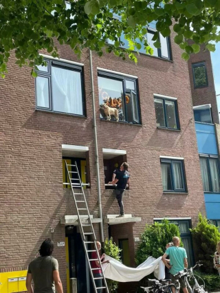 Illustration de l'article : 20 instants où les chiens ont regretté leur insatiable curiosité
