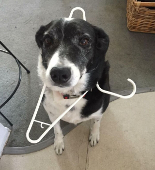 Illustration de l'article : 20 instants où les chiens ont regretté leur insatiable curiosité