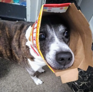Illustration de l'article : 20 instants où les chiens ont regretté leur insatiable curiosité