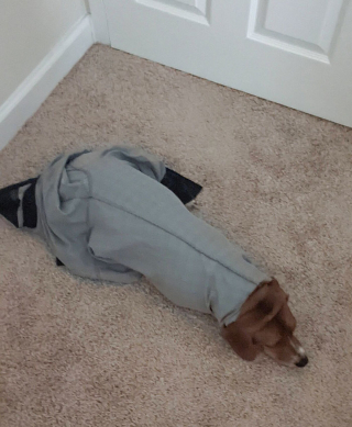 Illustration de l'article : 20 instants où les chiens ont regretté leur insatiable curiosité