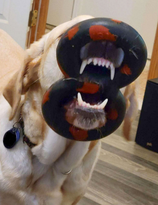 Illustration de l'article : 20 instants où les chiens ont regretté leur insatiable curiosité