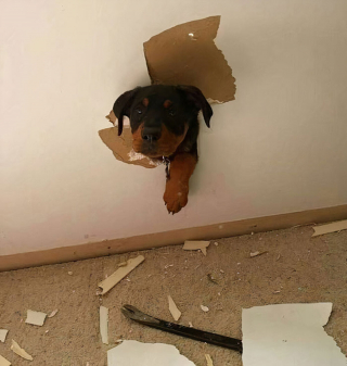Illustration de l'article : 20 instants où les chiens ont regretté leur insatiable curiosité