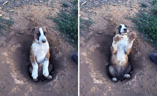 Illustration de l'article : 20 instants où les chiens ont regretté leur insatiable curiosité