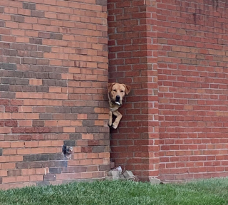 Illustration de l'article : 20 instants où les chiens ont regretté leur insatiable curiosité